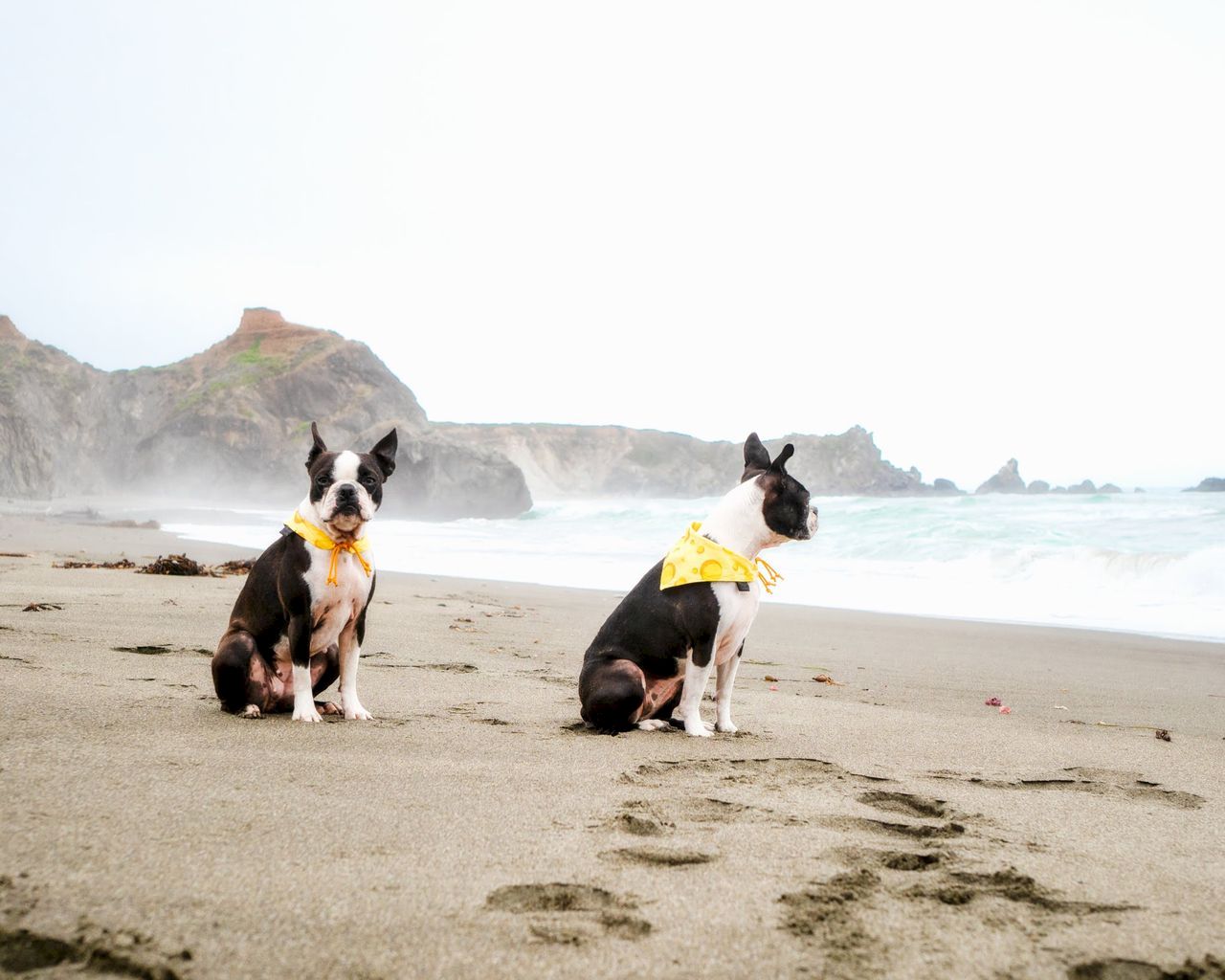 Two bordered collies wearing yellow bandanas sit on a sandy beach with waves and cliffs in the background.